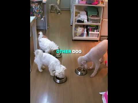 The Dog Who Fought His Past 🐶💔➡️💛 (📷 Kritter Klub) #shorts