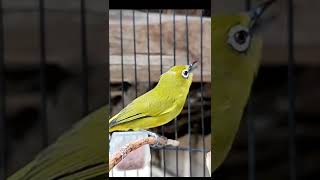 Download lagu pleci isian Kenari#Shorts mp3 Download lagu pleci isian Kenari#Shorts mp3