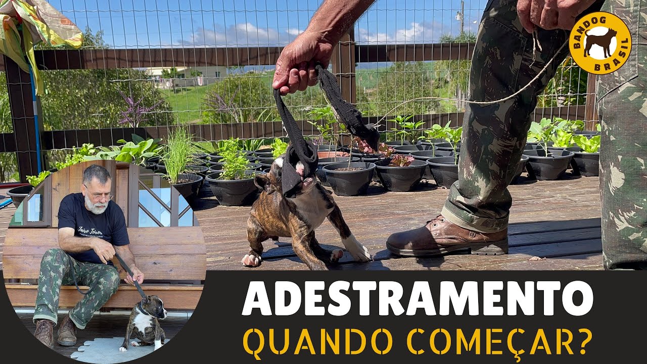 Quando INICIAR o ADESTRAMENTO?