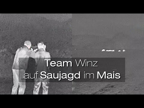Schwarzwildjagd im Mais | #teamwinz