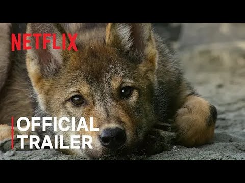 Island of the Sea Wolves | Official Trailer |