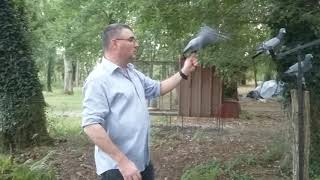 Trucs et astuces pour dresser des pigeons sur fil ?