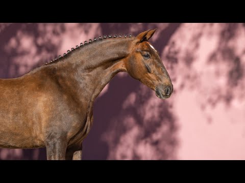 **SOLD** Incredibly handsome and talented 4yo chestnut gelding (REF#828)