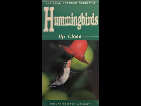 Hummingbirds Up Close