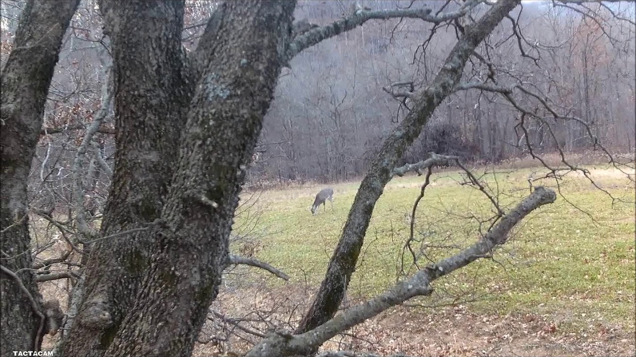 Eagle attacks deer in field