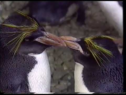The Pebble and the Penguin Seaworld VHS Ad with "Real Penguins"  - August 15, 1995