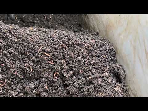 Grey Lady Surprise Castings Collection 