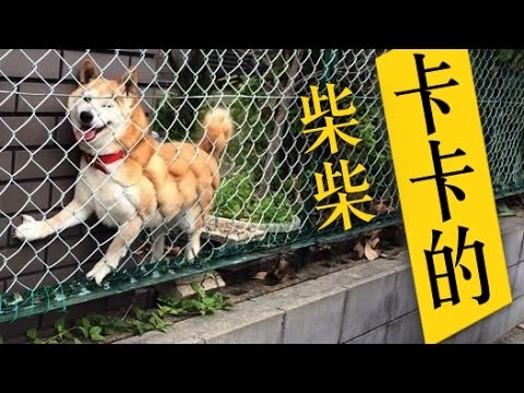 [網路蒐集]柴犬搞笑集錦～柴柴，又卡住了～(影片)