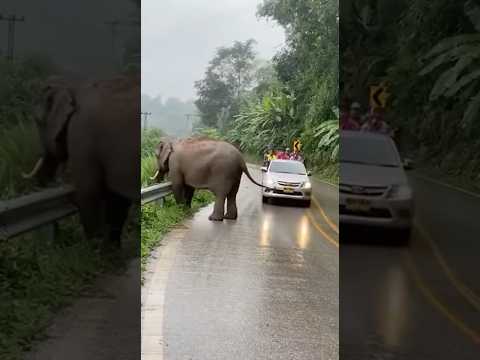 เฮ้ยจริงดิ‼️กระบะจะเฉี่ยวช้าง สุดท้ายถอยมาชน..??‼️😍 #viral #shortvideo #animals #elephant