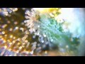 Marijuana Harvest and Curing - Milky Trichomes VS ...