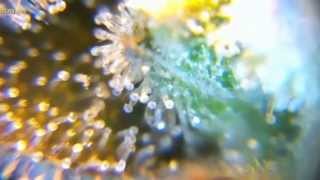 Marijuana Harvest and Curing - Milky Trichomes VS Amber Trichomes