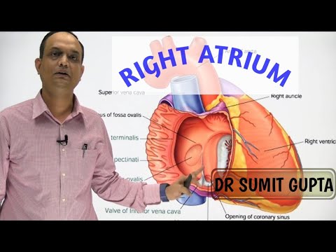 RIGHT ATRIUM OF HEART : INTERNAL FEATURES