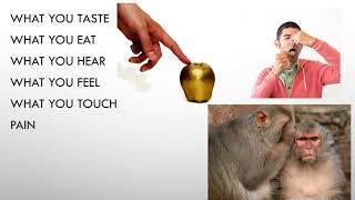 Here Comes the Pain Again