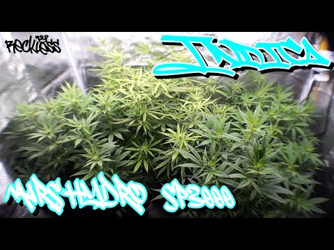 Mars Hydro Sp3000 Update #3 Alien Aphrodisiac and Raptors OG - Grow Diary - Heavy Hitting Indica