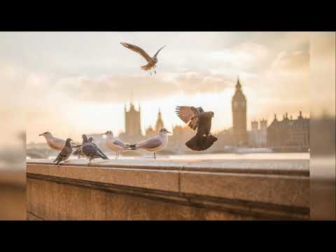 When Doves Cry video thumbnail