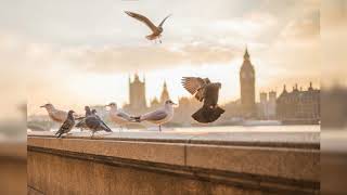 Ani DiFranco - When Doves Cry (Live, Acapella)  - June 2, 1996 - amazing