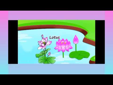 FLOWER'S FOR KIDS || LET'S LEARN FLOWERS FOR KINDERGARTEN || KIDS || #KIDSZONE