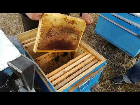 Organizarea cuibului 06.02.2017