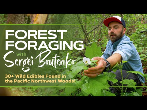Pacific Northwest Forest Foraging with Sergei Boutenko Video