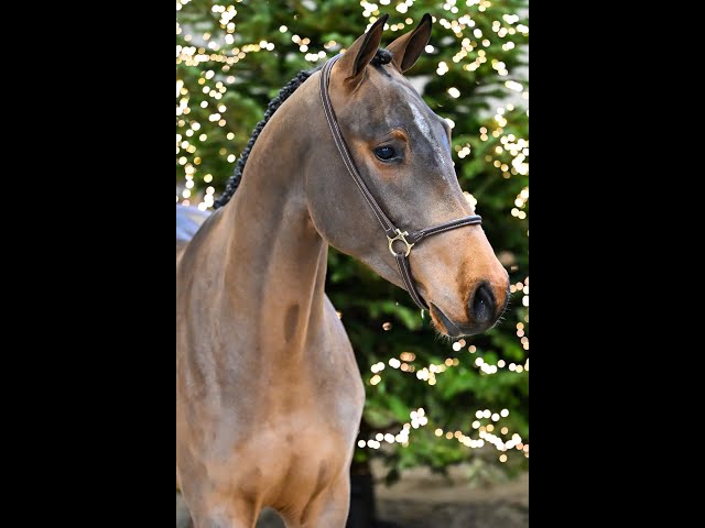 Hurricane De Katapult Z - walk & 360