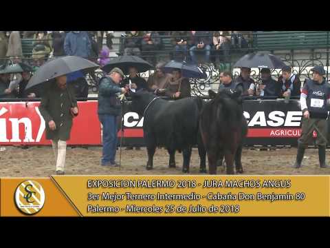 25-07-18 Campeonato Ternero Intermedio - Jura Macho Angus - Palermo