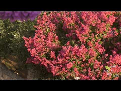 BUJNA CVJETNICA INDIJSKI JORGOVAN - KAKO SE GAJI