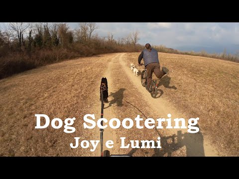Dog Scootering Montello - Joy e Lumi - Grave di Ciano - 20 Feb 2022
