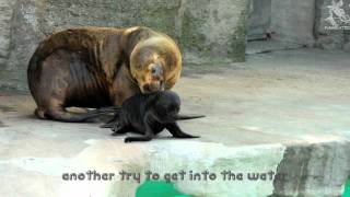 Sealion Puppy not allowed to swim yet - Mommy gets angry!