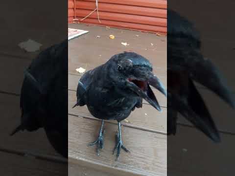 Just as bossy as ever