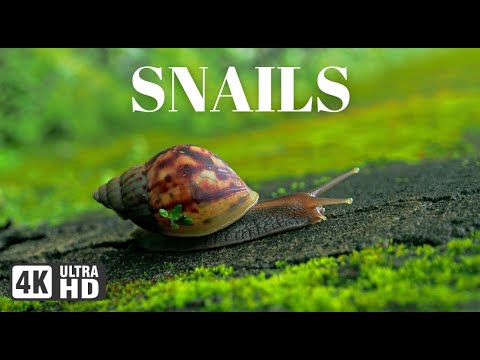 Watch beautiful snails with calming music for a peaceful escape. Relax and unwind. #relaxingmusic