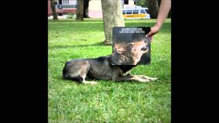 T-Bone - James Taylor - 1988