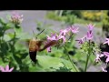 Flight Of The Bumblebee Mimic