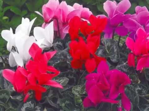 Efrem Marchioretto "HARPA CÆLESTIS", nr. 29, Suite IV - 1, in Do Magg. [Vivace non troppo]