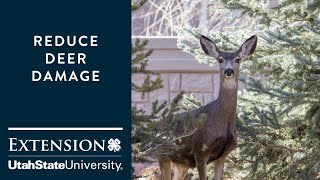 How to Reduce Deer Damage