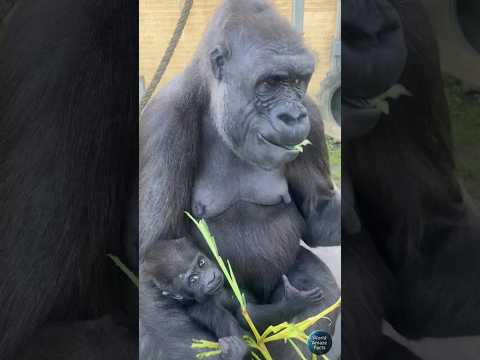 Baby Kendi Is Pure Gorilla Cuteness! 🐾💕