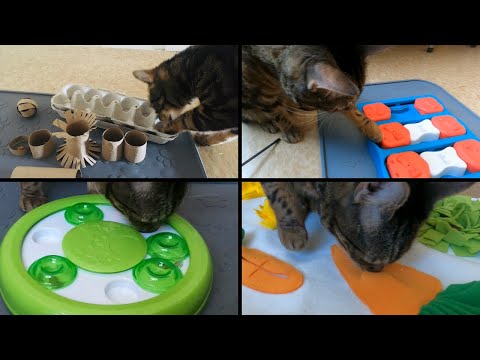Jericho VS cat food puzzle toys