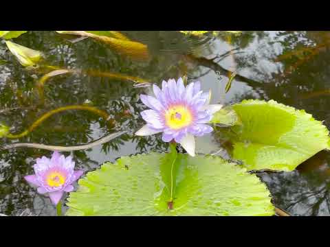 32 Hamilton Road, Lake Macdonald, QLD 4563, 3房, 2浴, Lifestyle Section