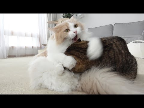 Don't Trust Kitties (ENG SUB)