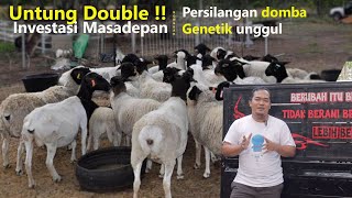 Download lagu Untung Double !! Investasi Masadepan  Persilangan domba Genetik unggul mp3