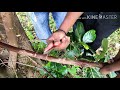 How to do Jackfruit airlayering /कटहल पर गुटी कलम कैसे करे
