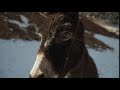 SLOW MOTION CLOSE UP OF BROWN DONKEY IN SNOWY MOUNTAINS