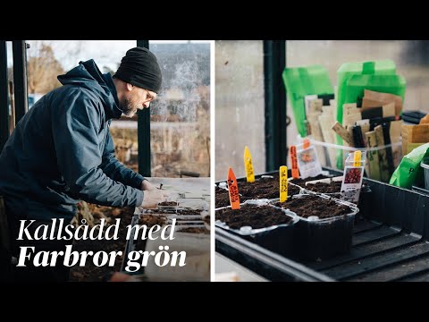 DN:s odlingsserie – Kallsådd med Farbror Grön