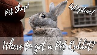 WHERE TO GET A PET RABBIT?