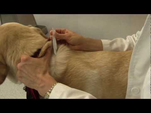 How to Apply Flea and Tick Medications