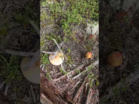 Fort Alexander  forest 🌳 has a lot of good mushroom 🍄‍🟫🍄‍🟫 I got many ✌🏼❤️