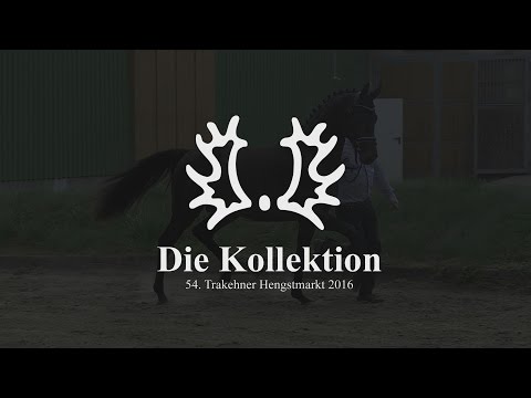Trakehner Hengstmarkt 2016 - Die Kollektion