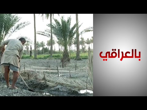 شاهد بالفيديو.. قصة مزارع يعاني من نقص الإنتاج بسبب الجفاف