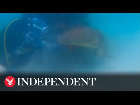 Moment diver saves shark hooked to artificial reef