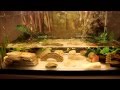 How to Setup a Fire Belly Newt Tank (Simple Method ...