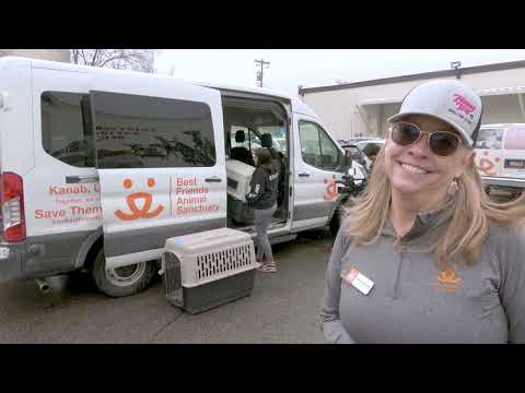 Dogs and cats affected by L.A. wildfires arrrive at Best Friends Animal Society